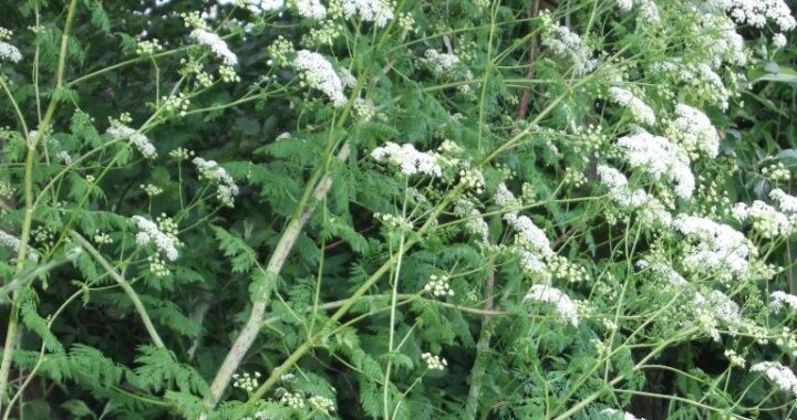 poison-hemlock-flowering-plants-
